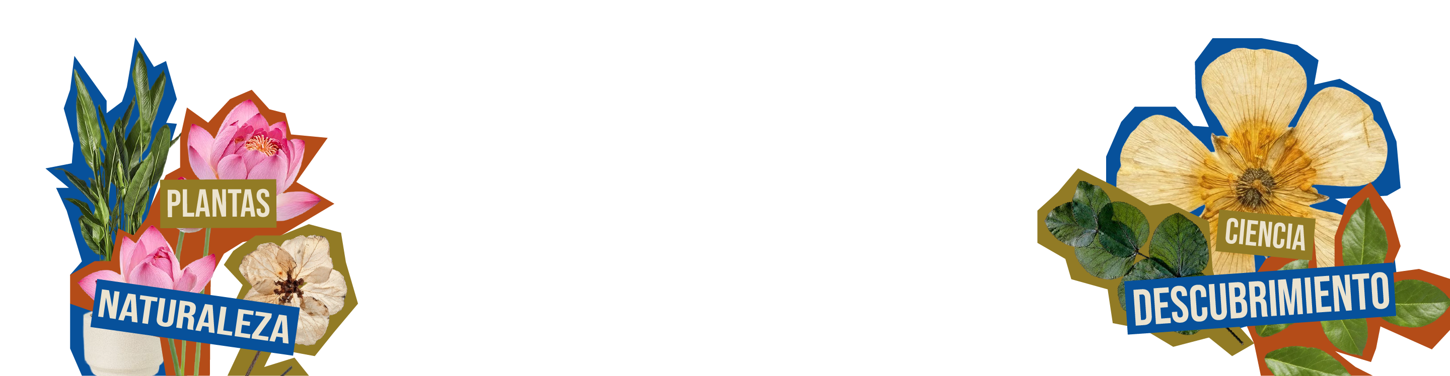 Botánica