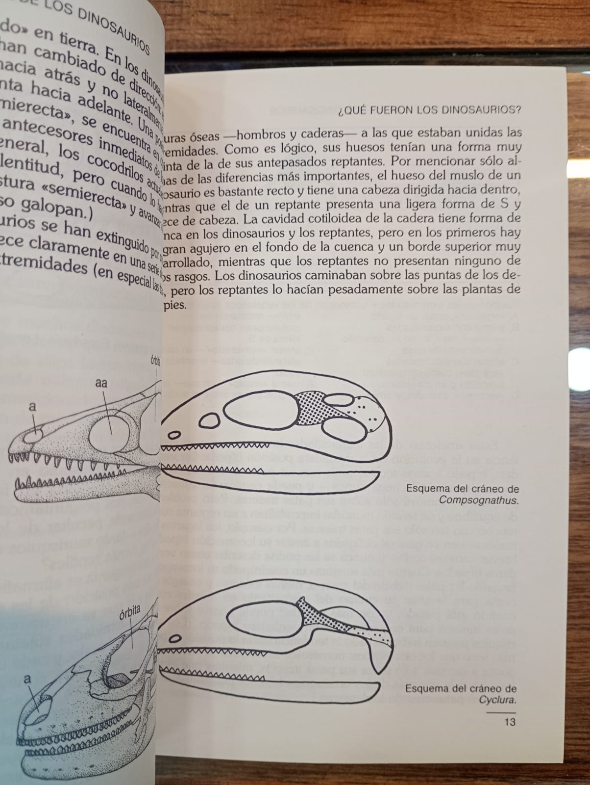 La verdadera historia de los dinosaurios