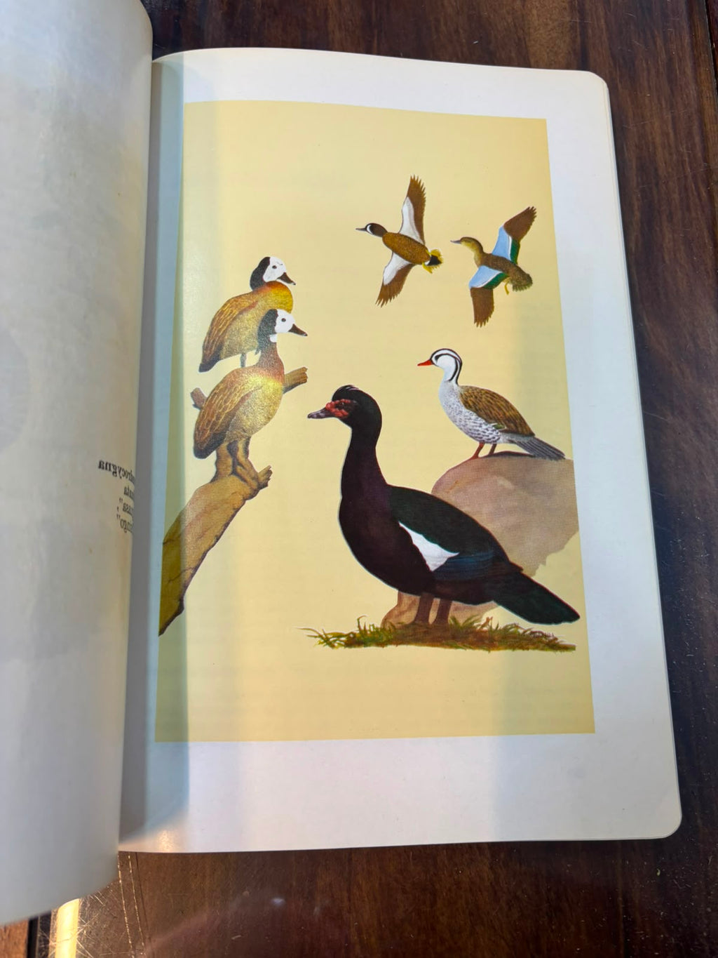Introducción a las aves de Colombia