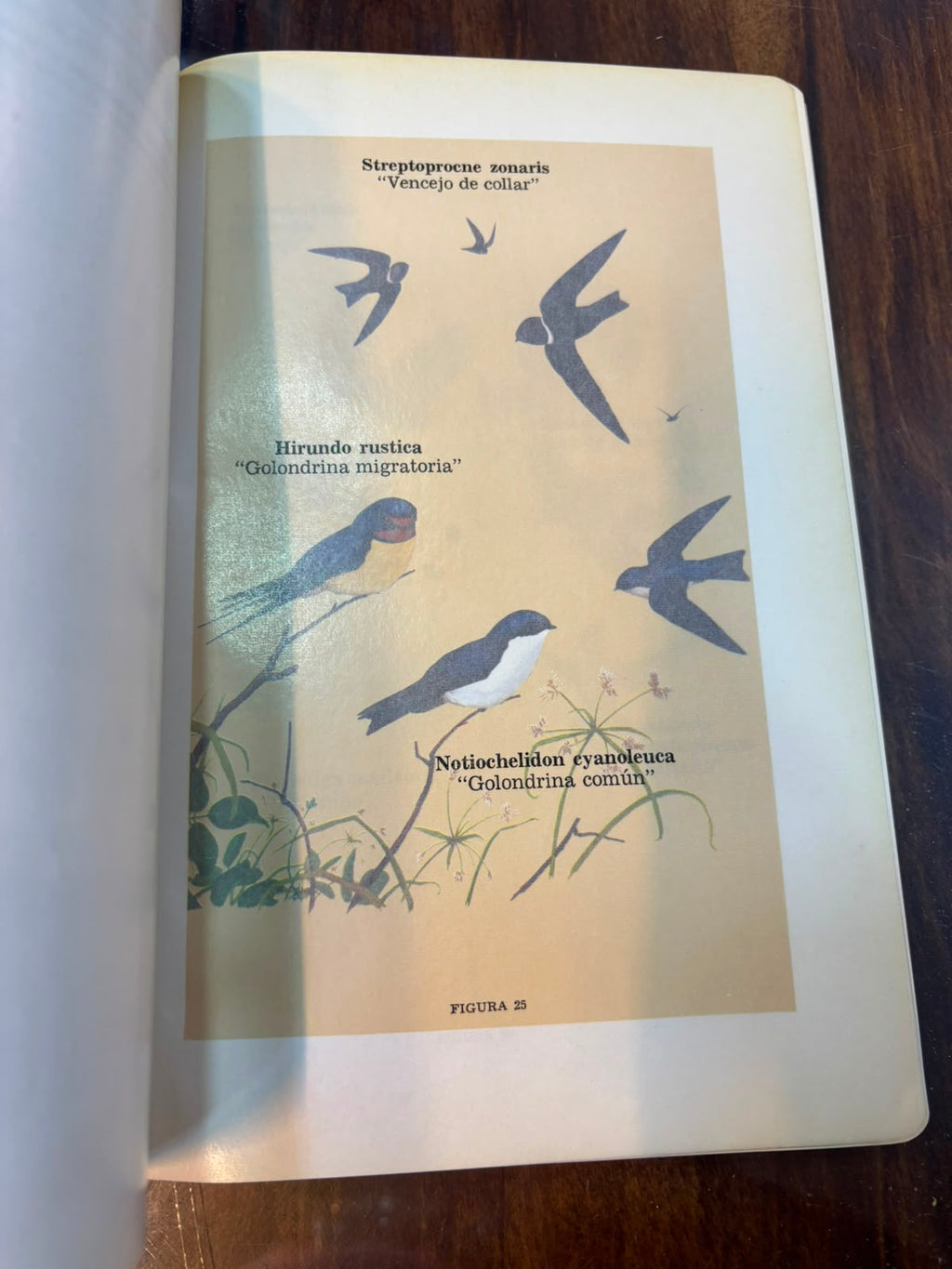 Introducción a las aves de Colombia