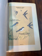 Introducción a las aves de Colombia