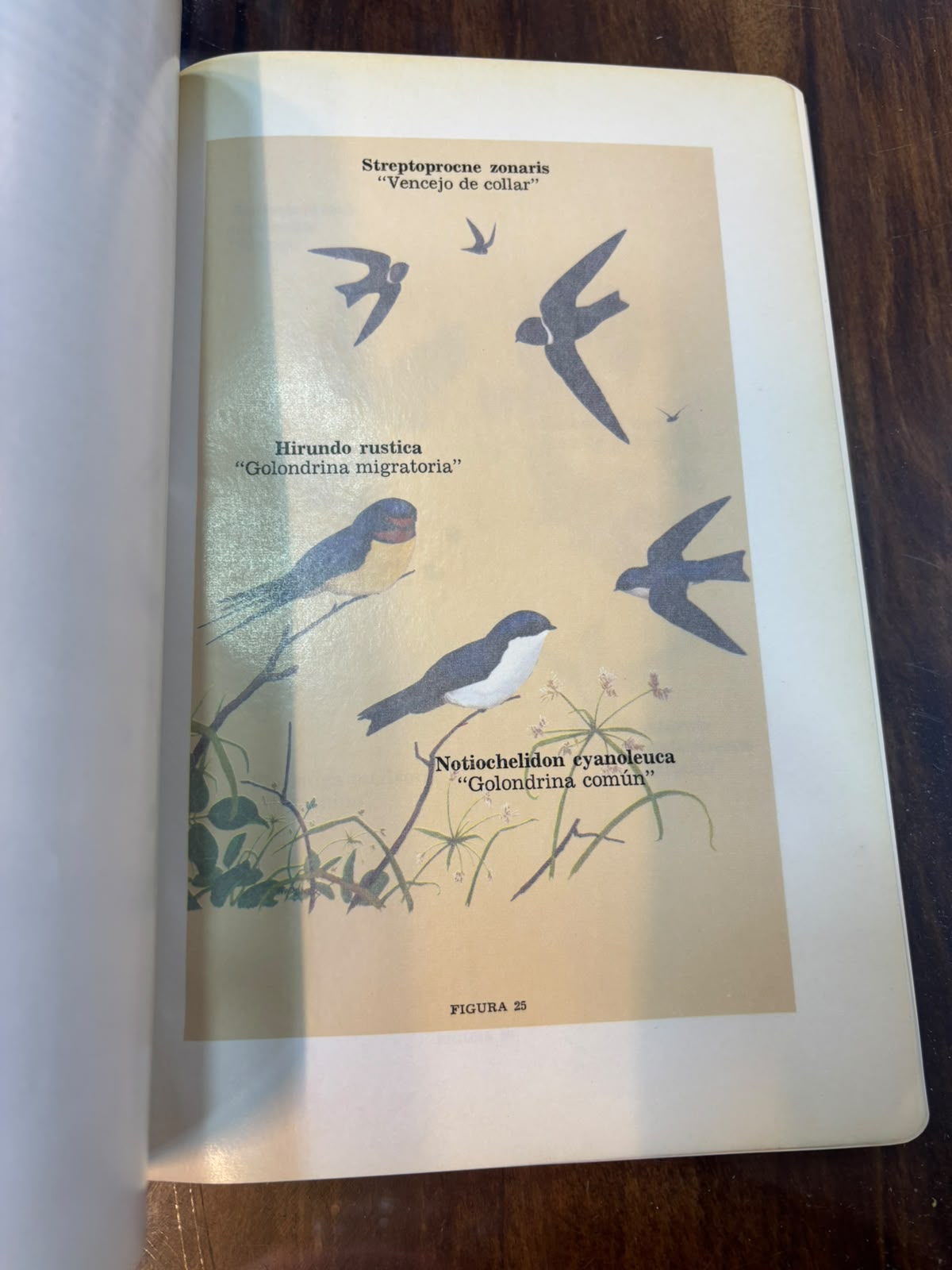 Introducción a las aves de Colombia