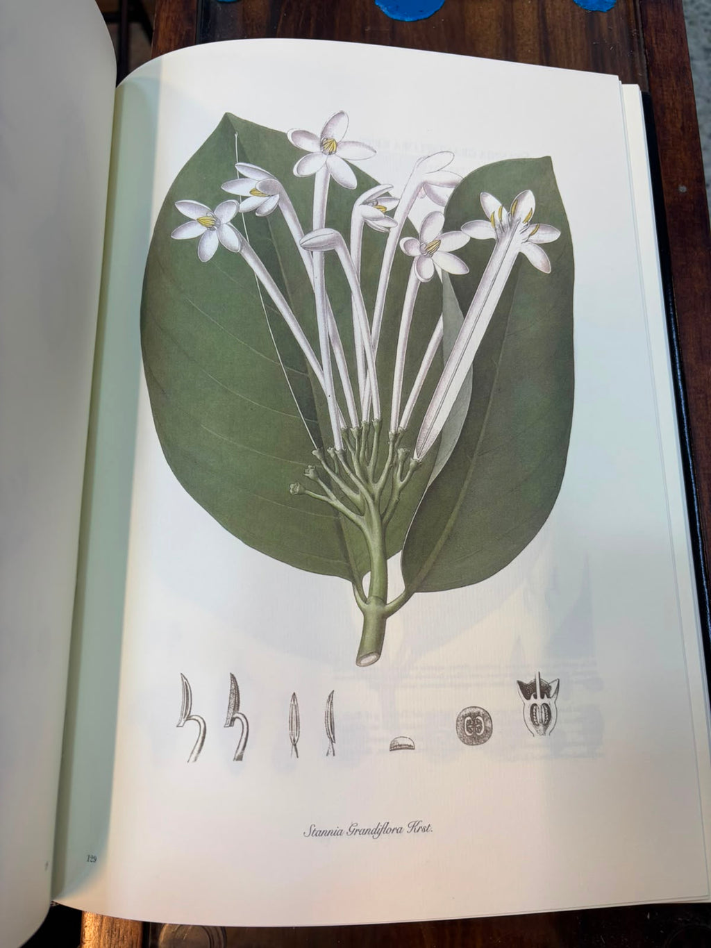 Karsten. Flora Columbiae