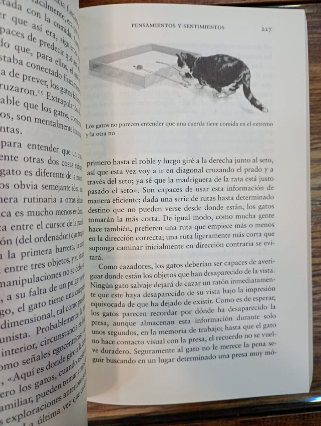 En la mente de un gato