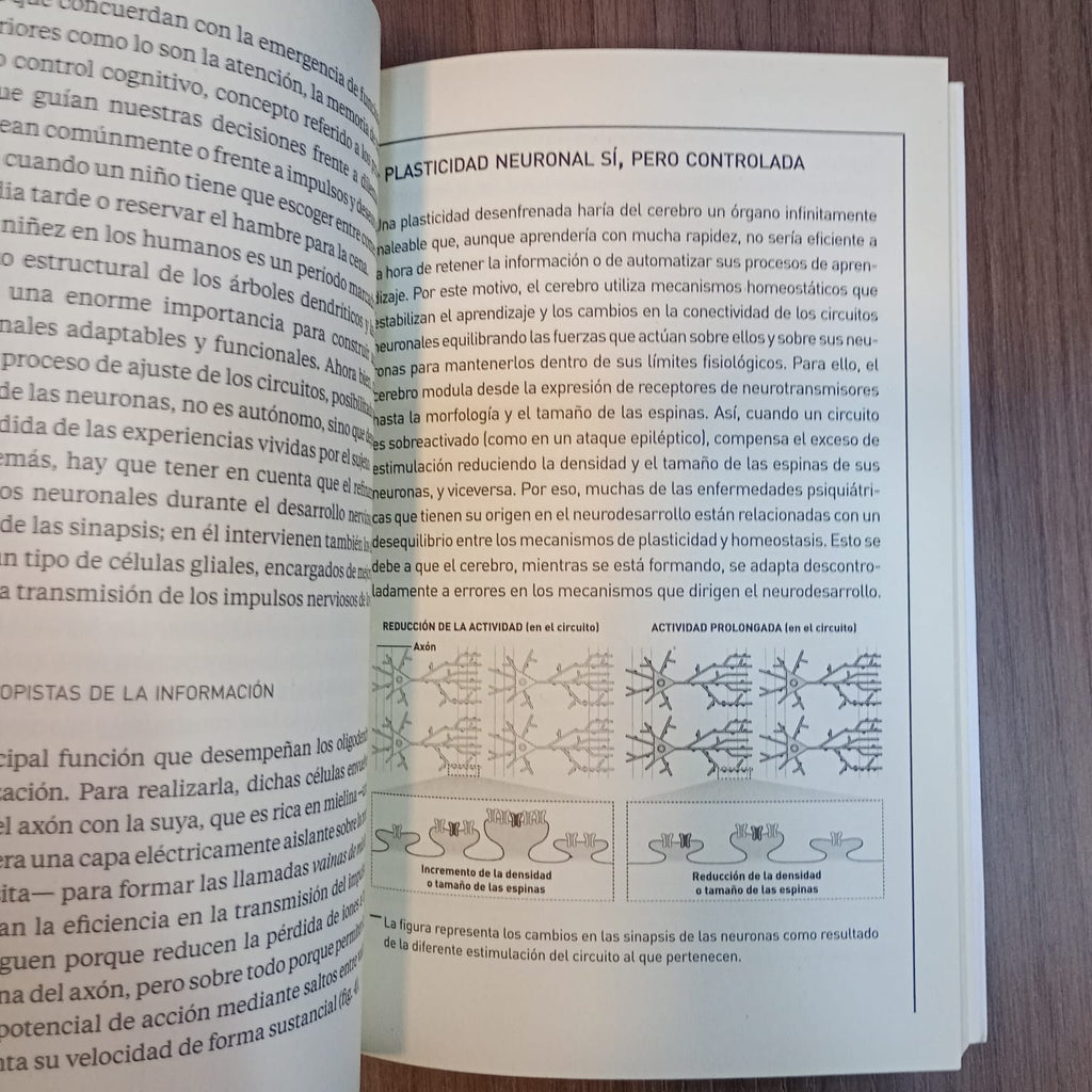 El cerebro infantil