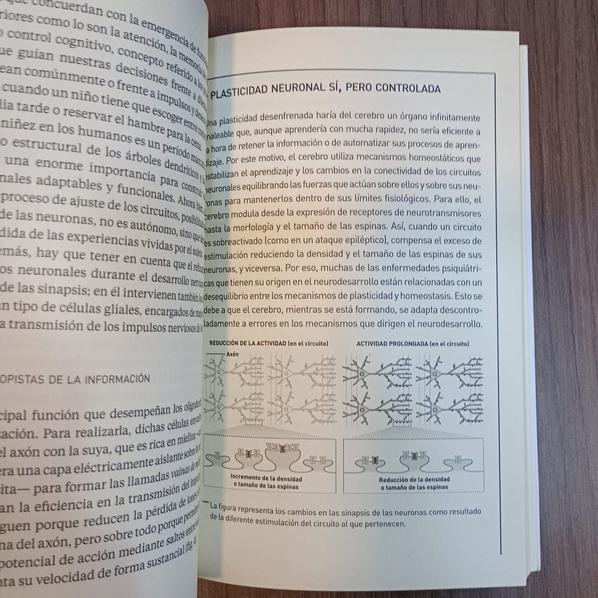 El cerebro infantil