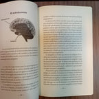 El cerebro y la inteligencia emocional