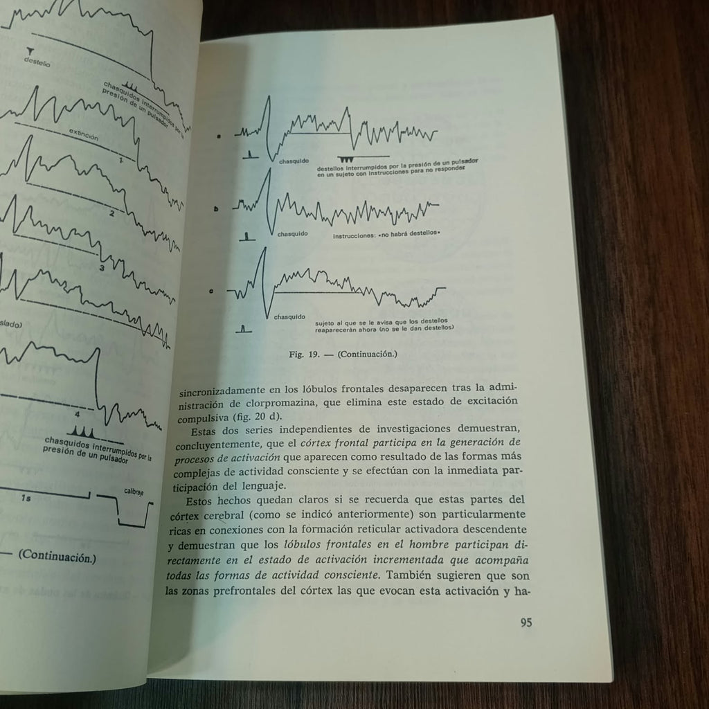 El cerebro en acción
